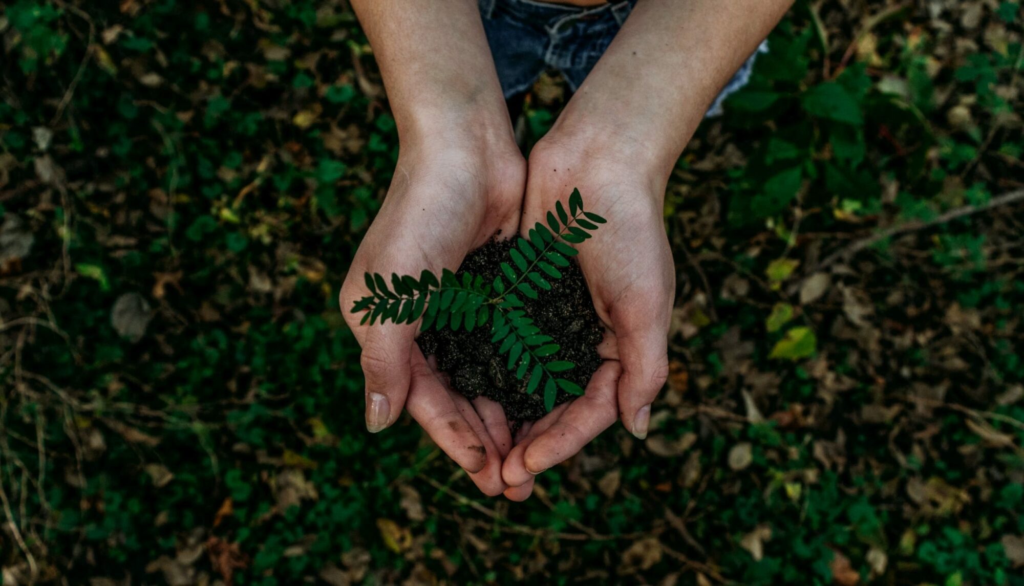noah-buscher-x8ZStukS2PM-unsplash1-scaled.jpg Plante